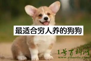 建议穷人养的10种狗，中华田园犬性格温顺又好养