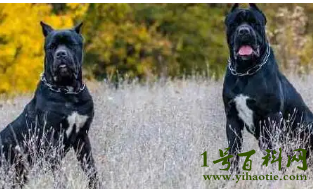 世界三大顶级护卫犬，卡斯罗犬/罗威纳犬/杜宾犬