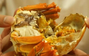 24小时之内死了的螃蟹能吃吗，不能吃（会产生大量细菌）