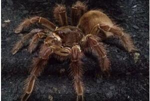 世界上最大的蜘蛛:亚马逊巨人食鸟蛛(长30厘米/重230克)