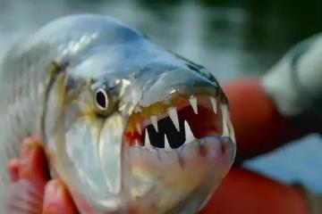 食人鱼的天敌是什么，南美巨獭/凯门鳄/巨骨舌鱼等(天敌很多)