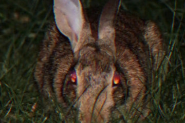 十只兔子原版吓死了多少人，是谣传(歌词诱导人自杀)