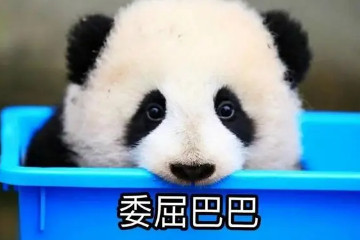 大熊猫吃人残忍图片，是假的(主要食谱是竹子)