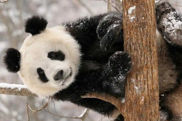 大熊猫寿命多长，平均寿命25岁(最长超过30岁)