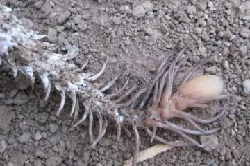 什么是蜘蛛尾角毒蛇，尾巴形似蜘蛛的毒蛇(06年才确定的新物种)