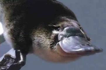 鸭嘴兽是什么动物，未完全进化的哺乳动物