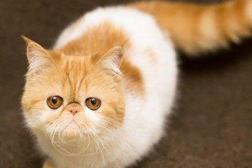 加菲猫价格多少钱一只，市场价3000到7000元左右