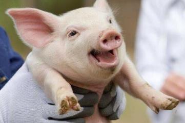 世界上最聪明的动物，猪排在第十位(而且猪的体脂比人低)