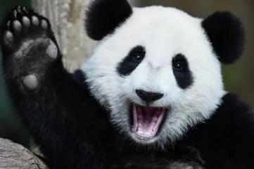 十大没有天敌的动物，国宝大熊猫榜上有名