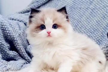 布偶猫价格多少钱一只，一般在5000以上(和猫咪颜色和品相有关)