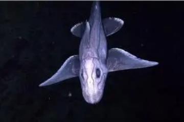 鬼鲨鱼是什么样子的，一双大而镂空的眼睛/长鼻(很像幽灵)