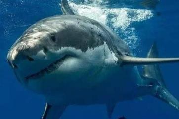鲨鱼会救人吗，历史上有过鲨鱼救人真实案例