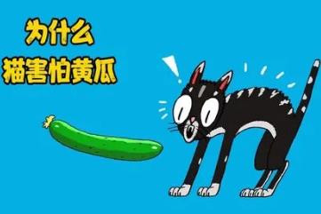 猫为什么怕黄瓜，猫咪眼中的黄瓜是放大的