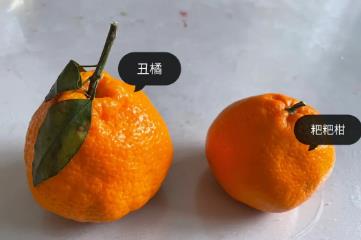 丑橘和粑粑柑有什么区别，丑橘的表皮更粗糙