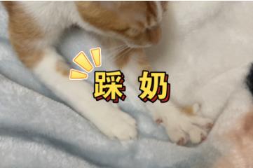 猫咪踩奶是什么意思，小猫恋母的表现(踩奶能帮猫妈分泌乳汁)
