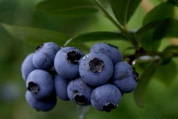为什么蓝色的水果很少，物竞天择大多被大自然淘汰了