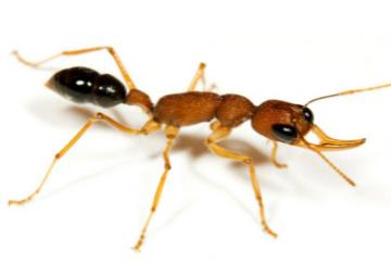 什么是跳蚁，一种善长跳跃的蚂蚁(全名跳镰猛蚁)