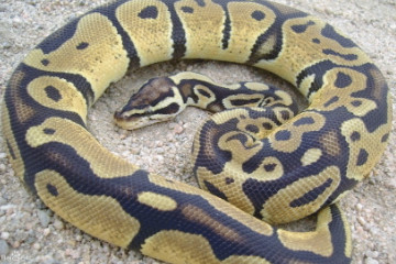 中国最吓人的一条巨蛇多少米，全长5米多(曾上过新闻)