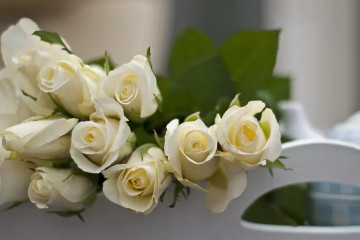 白玫瑰不能随便送人，因为寓意比较特殊(多在葬礼和婚礼使用)