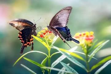 蝴蝶是益虫还是害虫，根据品种和发育阶段而定