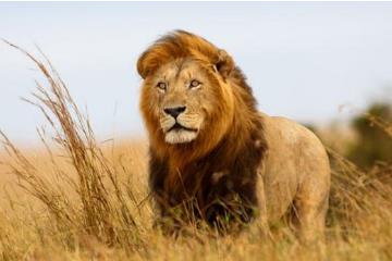 狮子的天敌是什么动物，狮子最大的天敌是人类