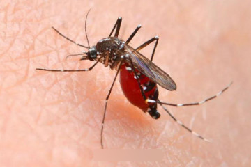 伤害人类最多的动物，其实是蚊子(每年致死人数超72万)