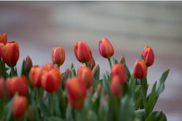 郁金香花期是什么时候，每年的4-5月(每年只开一次)