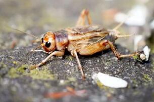 蟋蟀是如何发出声音的，通过翅膀的振动所产生的声音