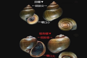 福寿螺和田螺的区别，外观/壳子/个头都有很大区别