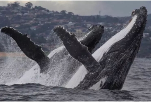 虎鲸为什么怕座头鲸，体型巨大力量更强(且群体出动)