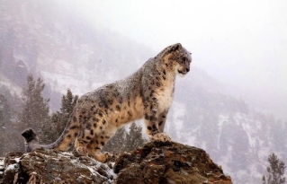 高原里面有什么动物，藏羚羊/雪豹乃高原上所独有的动物