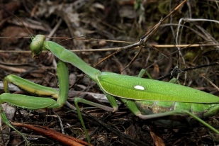 世界上哪种螳螂最凶猛，非洲绿巨螳螂(体长在20-30厘米之间)