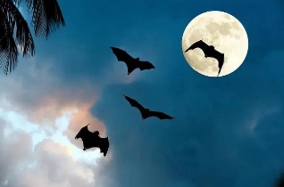 蝙蝠飞到家里是什么预兆，在我国代表的是祥瑞和吉兆