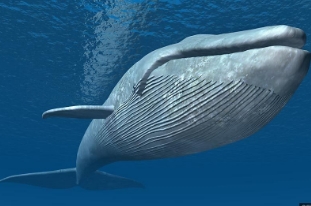 世界上最大的动物：蓝鲸(体长30米以上/重达200吨)