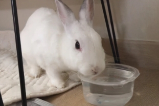 兔子可以喝水吗，必须要喝(兔子喝水的重要性)