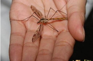 世界上最大巨型蚊子：金腹巨蚊(翅膀展开时长达8-9厘米)