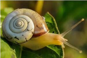 蜗牛是益虫还是害虫，蜗牛既属于是益虫又属于是害虫