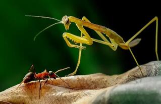 螳螂是益虫还是害虫，在农业上是属于益虫(以其他害虫为食)