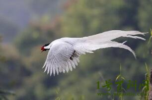 白凤凰是几级保护动物，二级保护动物(其实叫做白鹇)
