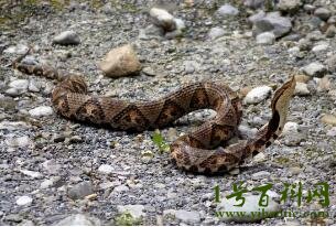 五步蛇是几级保护动物，二级保护动物(毒性非常强)