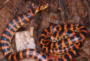 农村常见的红色的蛇有毒吗，叫赤链蛇(有轻微毒性)