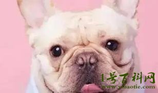 安静不扰民的小型犬，巴哥犬/泰迪犬/雪纳瑞/斗牛犬