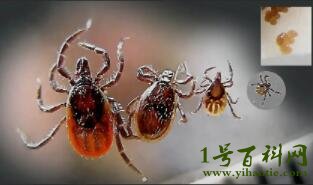 蜱虫最怕这3种东西，火/化学药物/天敌