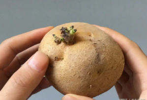 土豆发芽了还能吃吗，不能吃（含有毒物质龙葵碱）