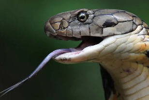 世界上最长的毒蛇，眼镜王蛇（最长记录5580mm）