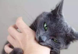 被猫咬千万不要打狂犬疫苗，应该打（猫是狂犬病毒的重要传染源）