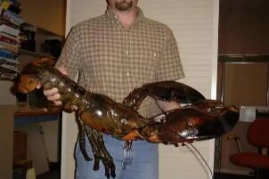 世界上最大的虾:波士顿龙虾(长1.06米/重40斤)