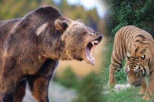 老虎最怕什么，最怕大棕熊/大象/犀牛和山雀的粪便