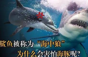 鲨鱼为什么怕海豚，海豚会群殴鲨鱼(寡不敌众)