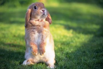世界上最诡异的兔子，肿瘤兔(满头黑色肿瘤长相吓人)